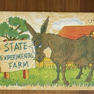 State Experimental Farm Donkey Postcard Vintage Oversized