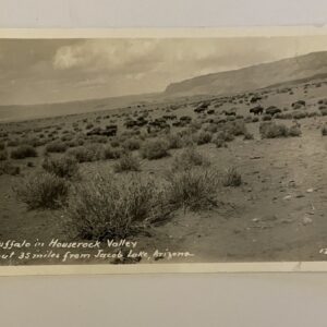 Buffalo In Horserock Valley Arizona Postcard RPPC