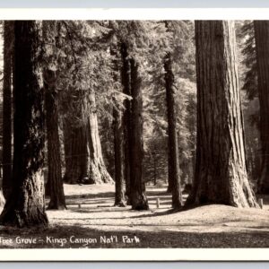 Big Tree Grove Kings Canyon National Park California Postcard RPPC