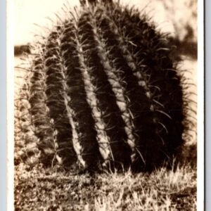 Cactus Del Rio Texas Postcard RPPC