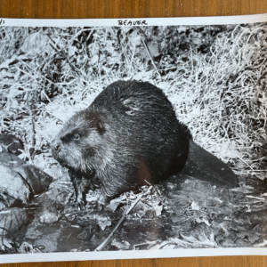 Beaver Photo Leonard Lee Rue III Photographer