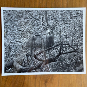 Elk Photo Tom Edwards Photographer 8 x 10