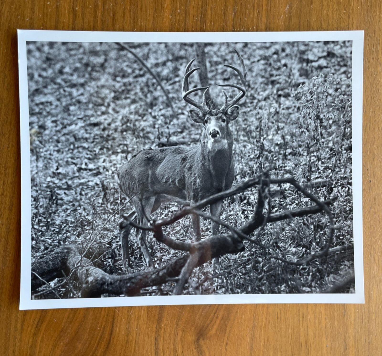 Elk Photo Tom Edwards Photographer 8 x 10