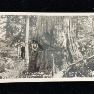 9 Foot Cedar Western Washington RPPC Postcard Ellis Unposted