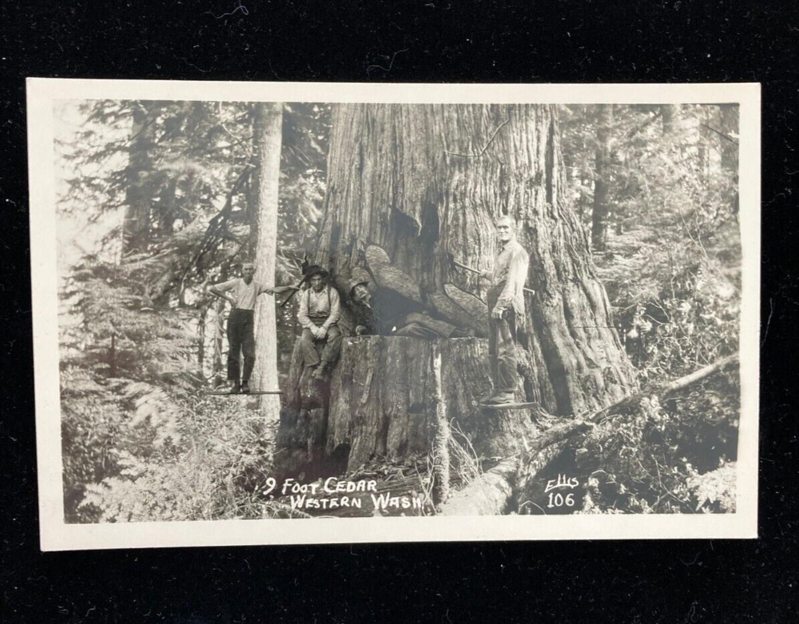 9 Foot Cedar Western Washington RPPC Postcard Ellis Unposted