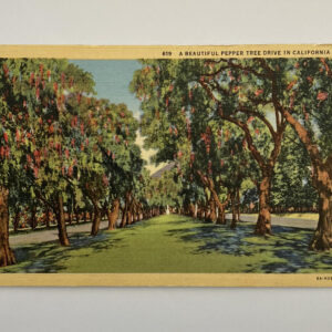 A Beautiful Pepper Tree Drive California Postcard