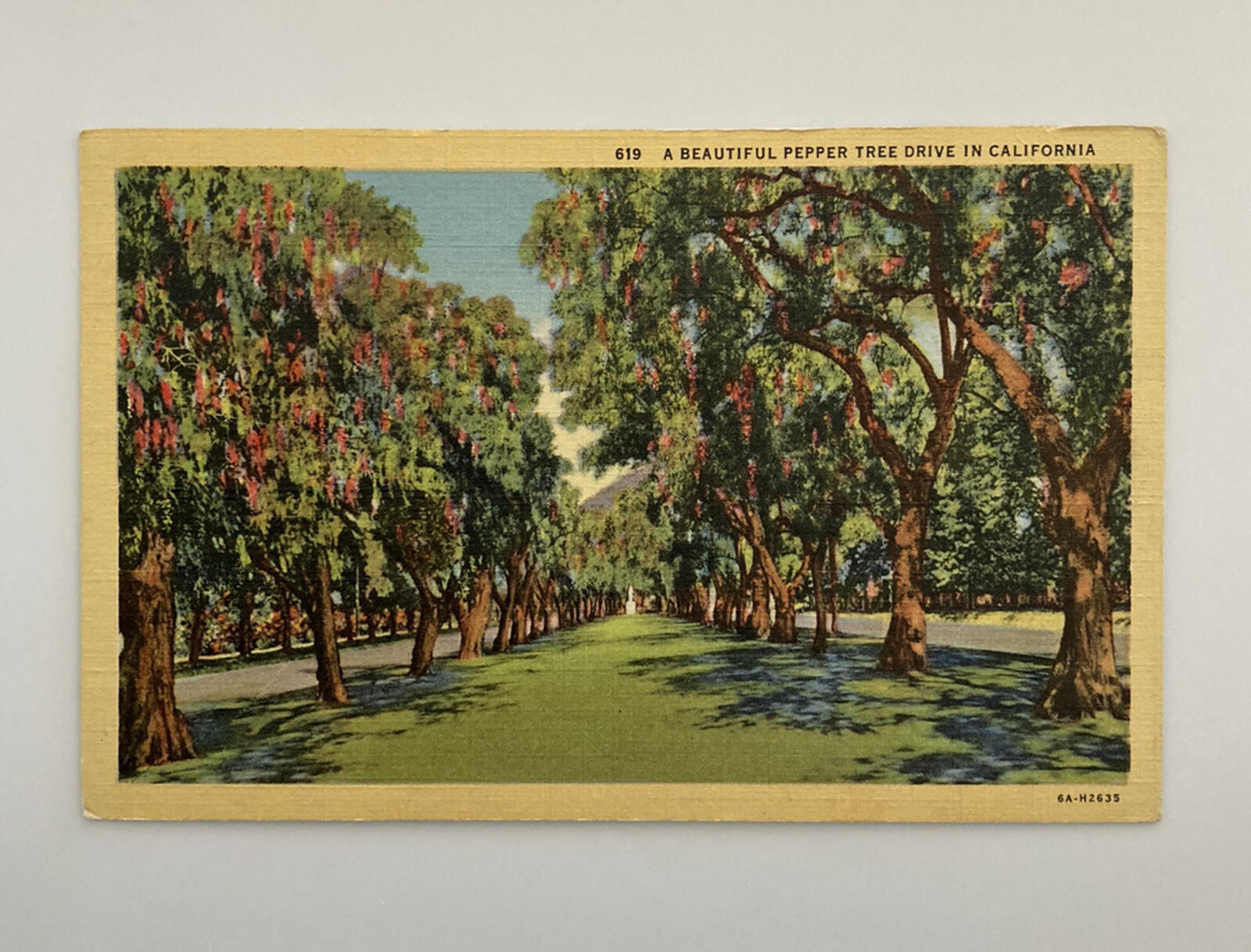 A Beautiful Pepper Tree Drive California Postcard