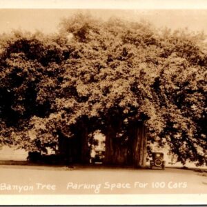 Banyon Tree Parking For 100 Cars Vintage Car Photo