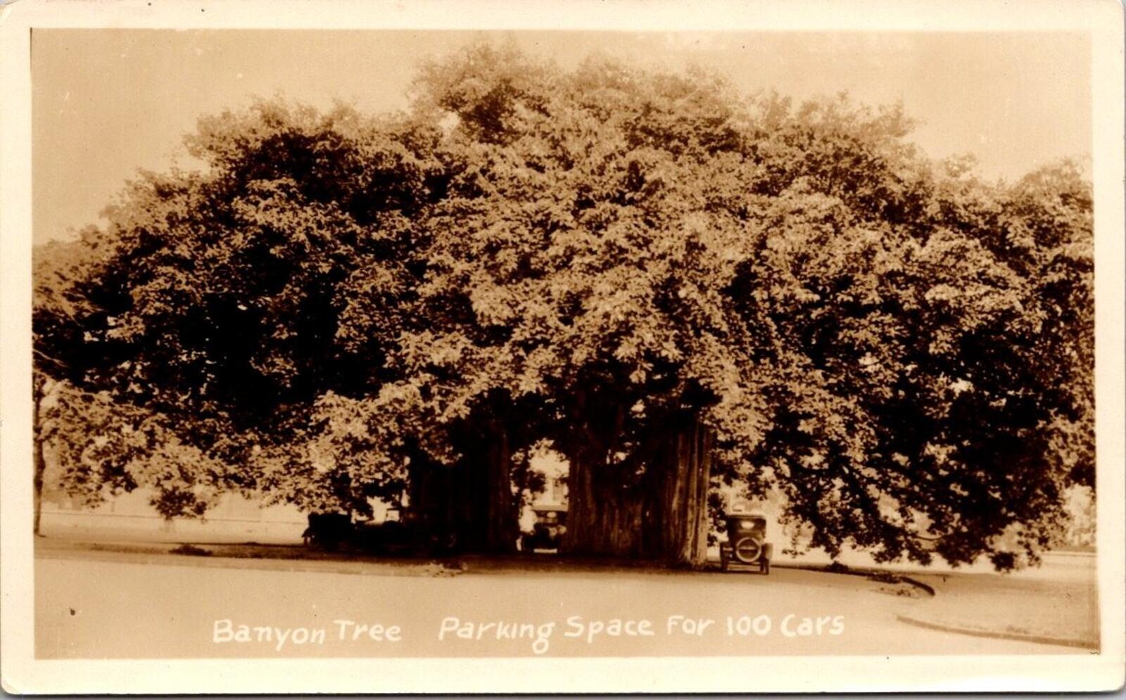 Banyon Tree Parking For 100 Cars Vintage Car Photo