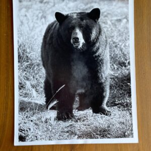 Black Bear Photo Tom Edwards Photographer 8 x 10