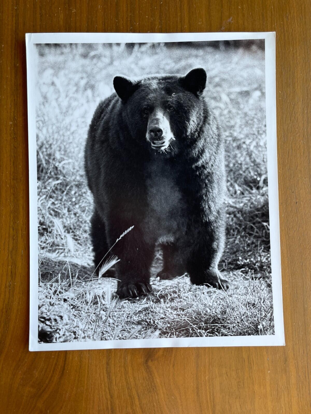 Black Bear Photo Tom Edwards Photographer 8 x 10