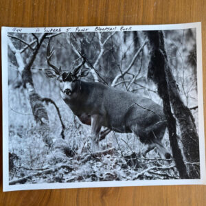 Blacktail Buck Photo Len Rue JR Photographer 8 x 10