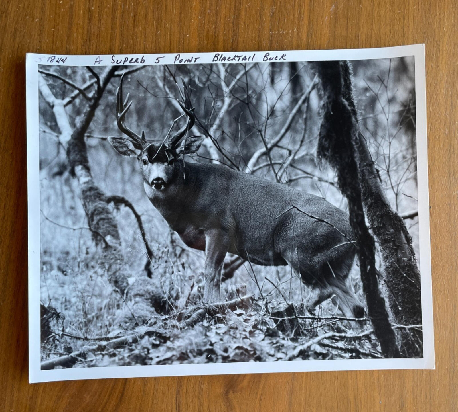 Blacktail Buck Photo Len Rue JR Photographer 8 x 10
