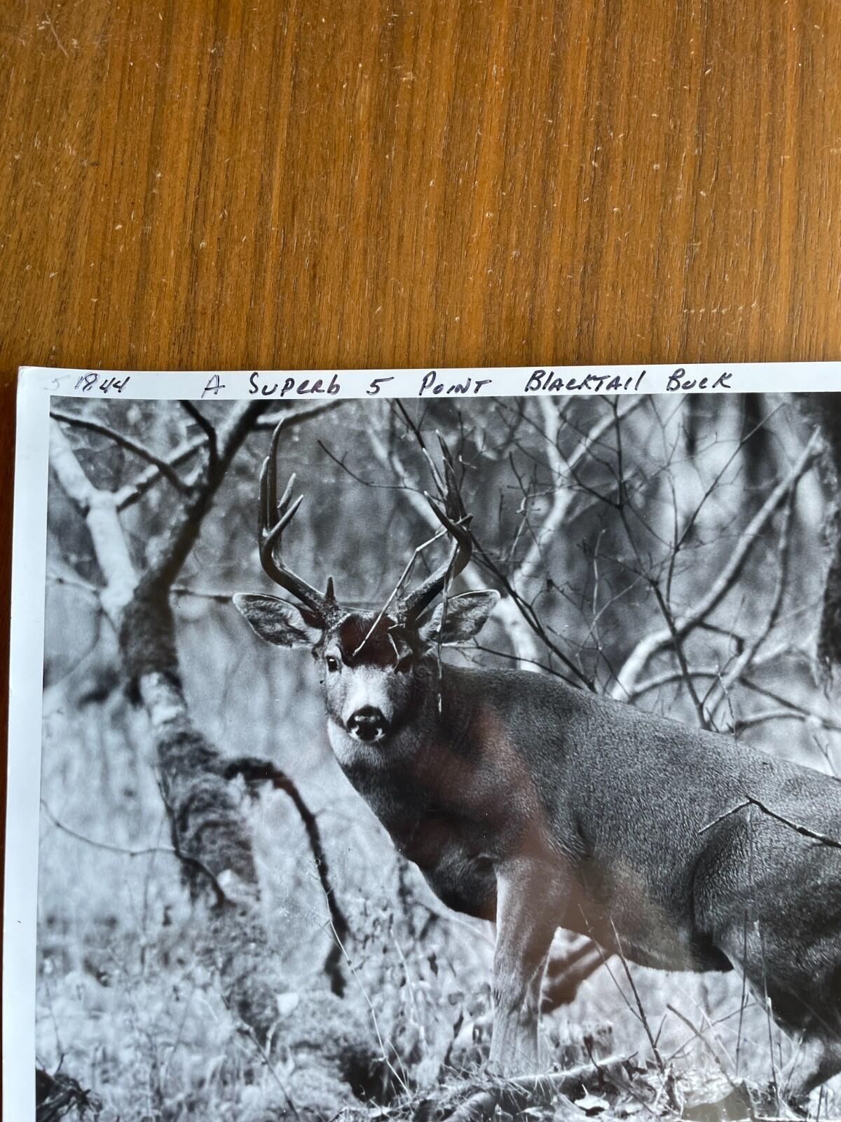 Blacktail Buck Photo Len Rue JR Photographer 8 x 10 - Image 2