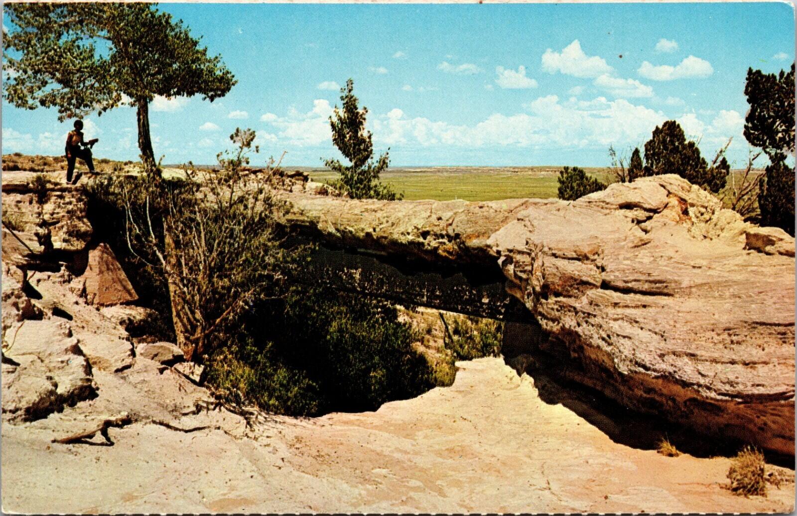 Agate Bridge Petrified Forest National Monument Arizona Postcard