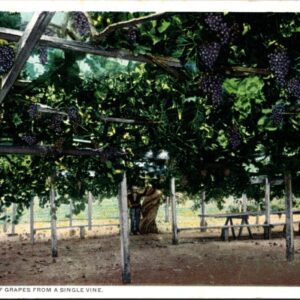 An Acre Of Grapes From A Single Vine Postcard