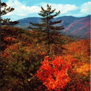 An Autumn Scene Near Buck Creep Cap From Blue Ridge Parkway Postcard