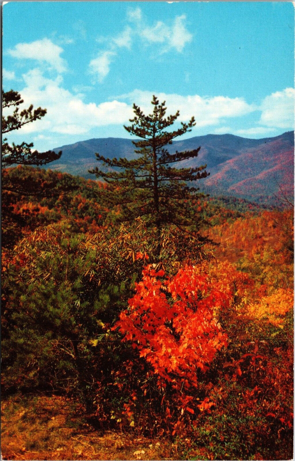 An Autumn Scene Near Buck Creep Cap From Blue Ridge Parkway Postcard