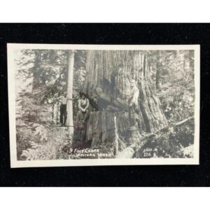 9 Foot Cedar Western Washington RPPC Postcard Ellis Unposted