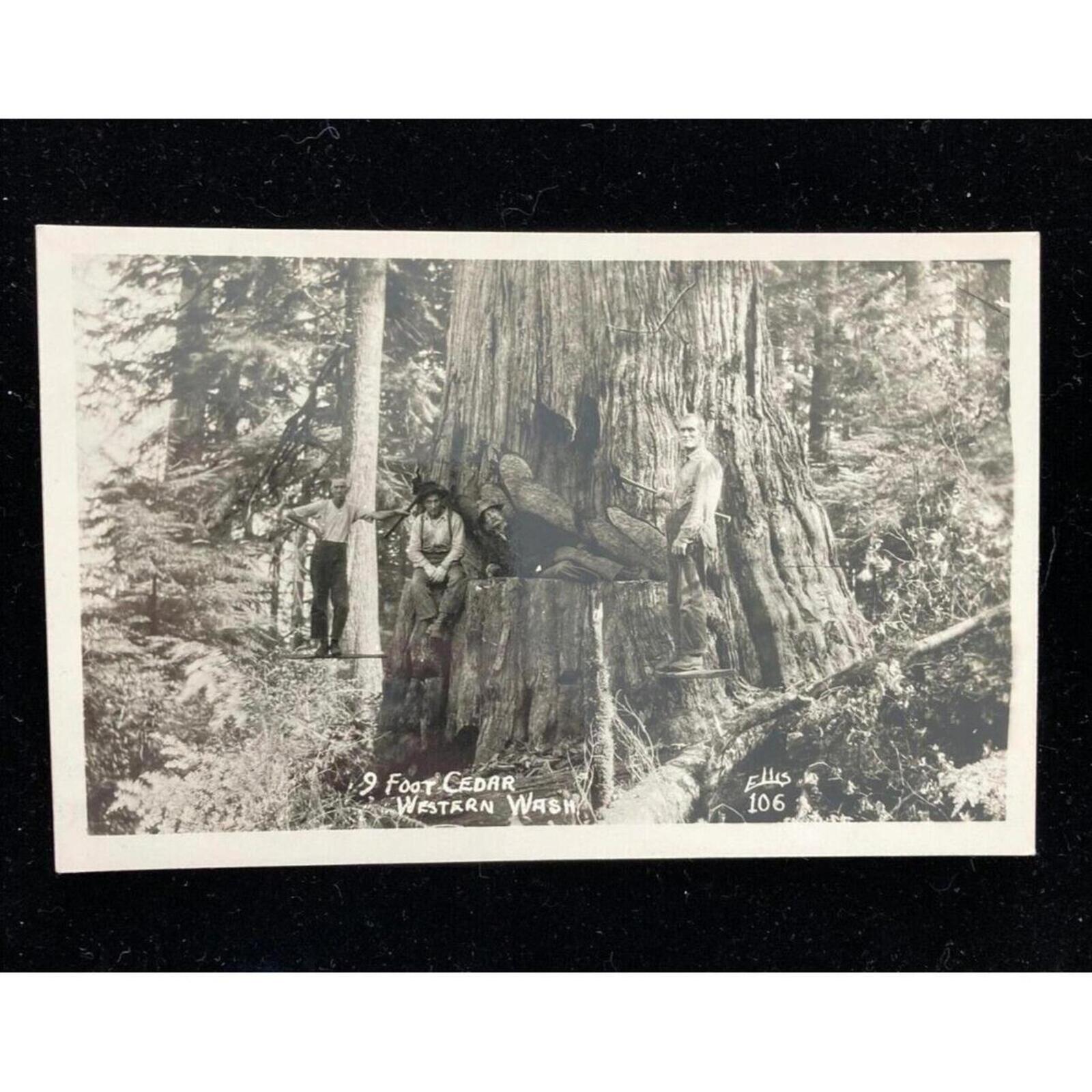 9 Foot Cedar Western Washington RPPC Postcard Ellis Unposted
