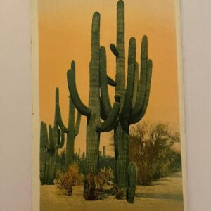 A Giant Cactus Postcard Deserts Of Arizona
