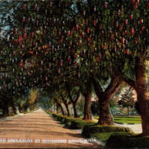 A Pepper Tree Driveway In Southern California Postcard Unposted