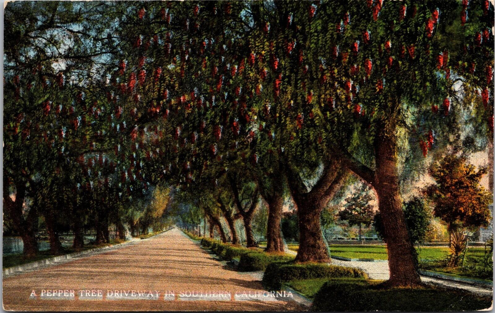 A Pepper Tree Driveway In Southern California Postcard Unposted