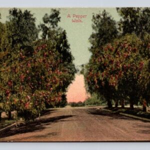 A Pepper Walk Postcard Unposted
