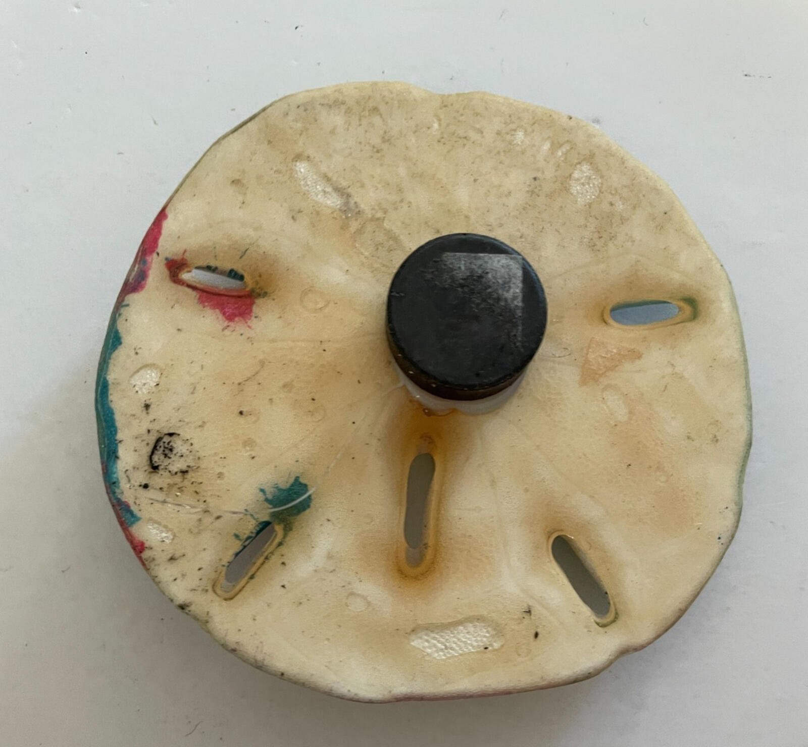 Siesta Key Painted Fish Sand Dollar Magnet - Image 2