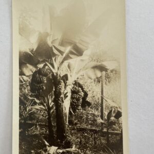 Chinese Banana Plant Postcard RPPC