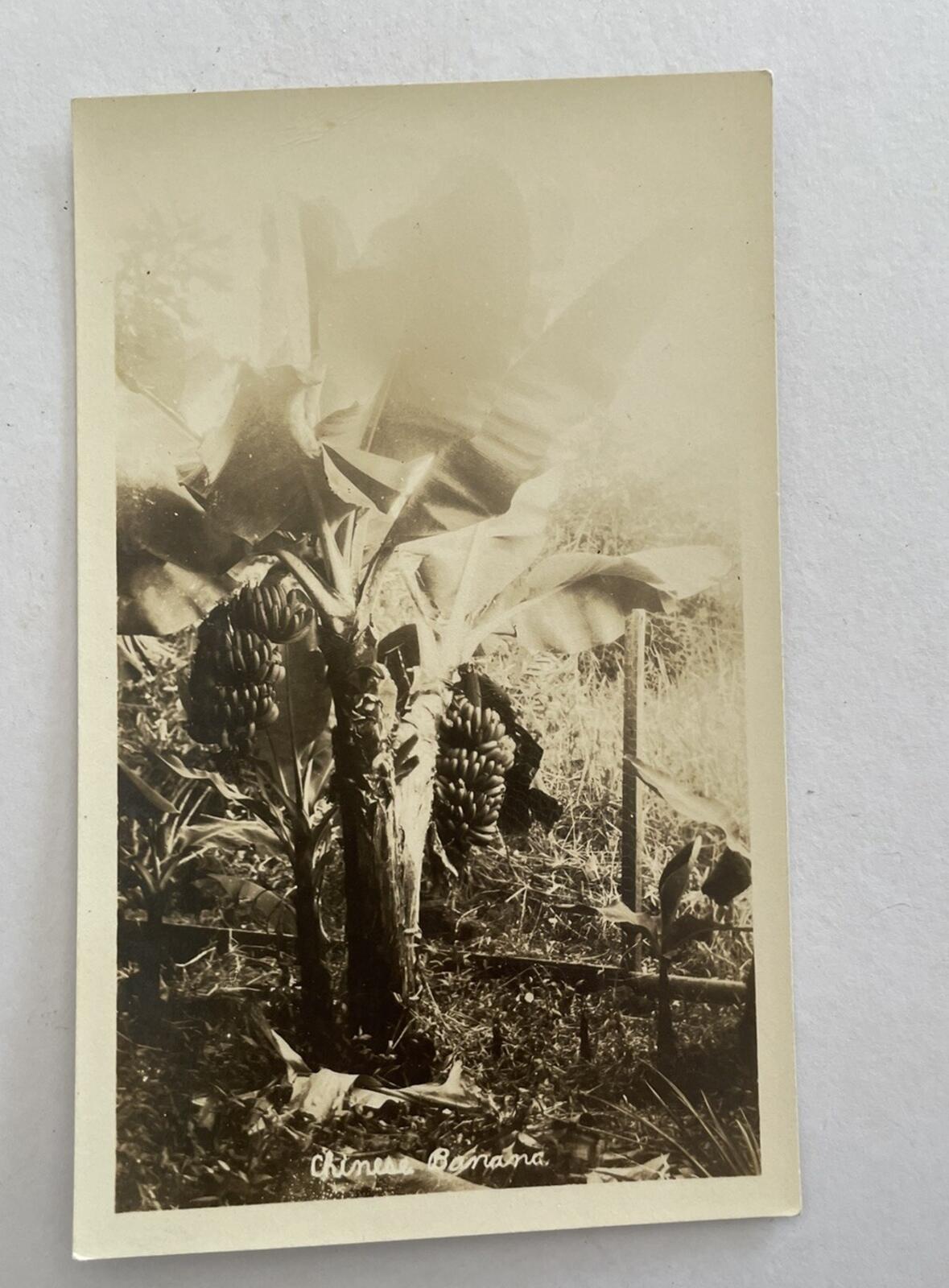 Chinese Banana Plant Postcard RPPC