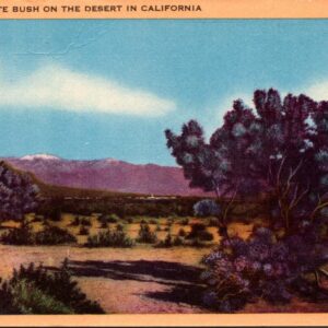 Creosote Bush On The Desert In California Postcard