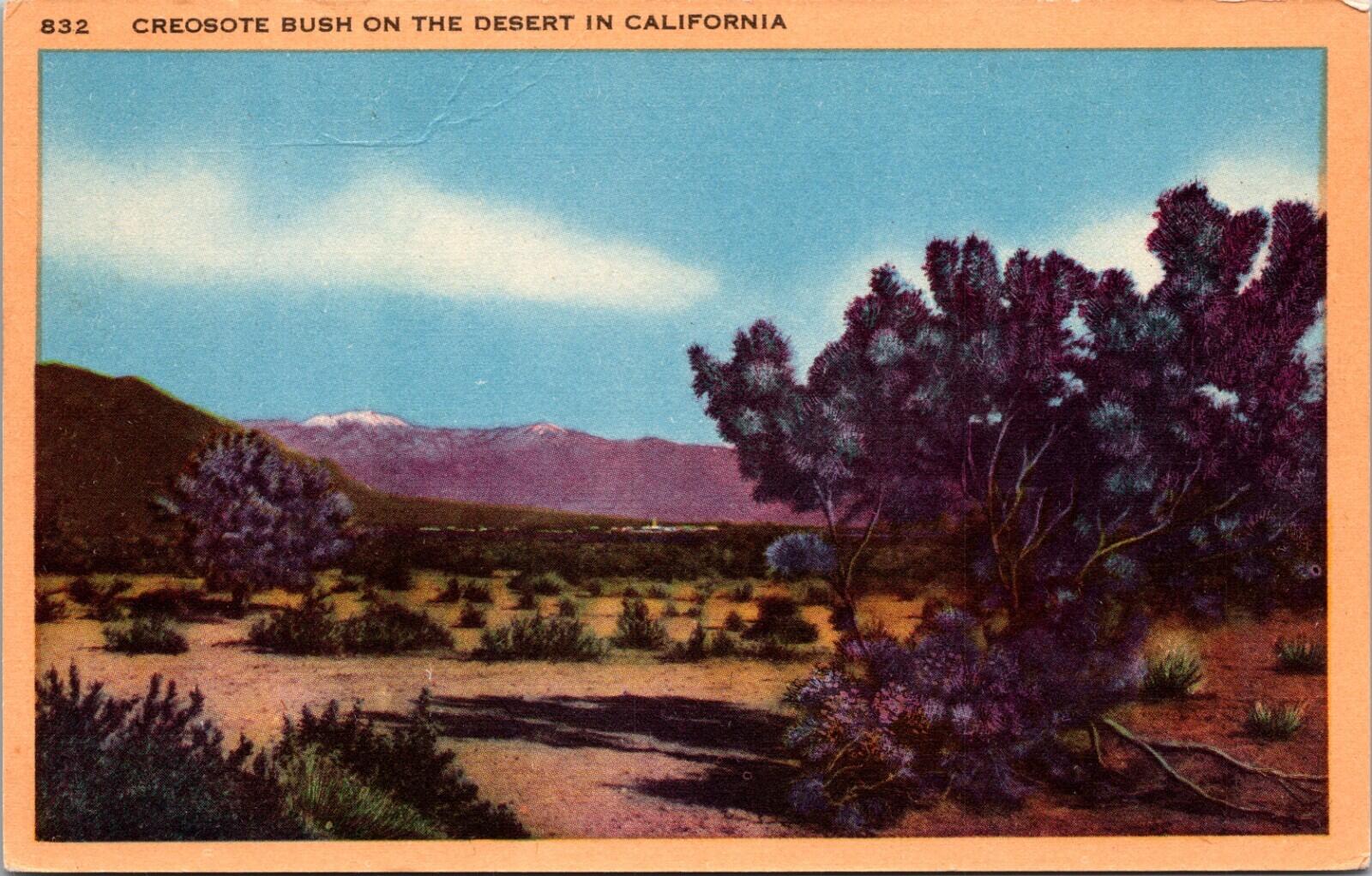 Creosote Bush On The Desert In California Postcard