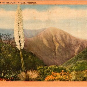 Yucca In Bloom In California Postcard