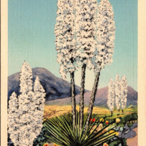 Yucca Flower Of The Desert Postcard