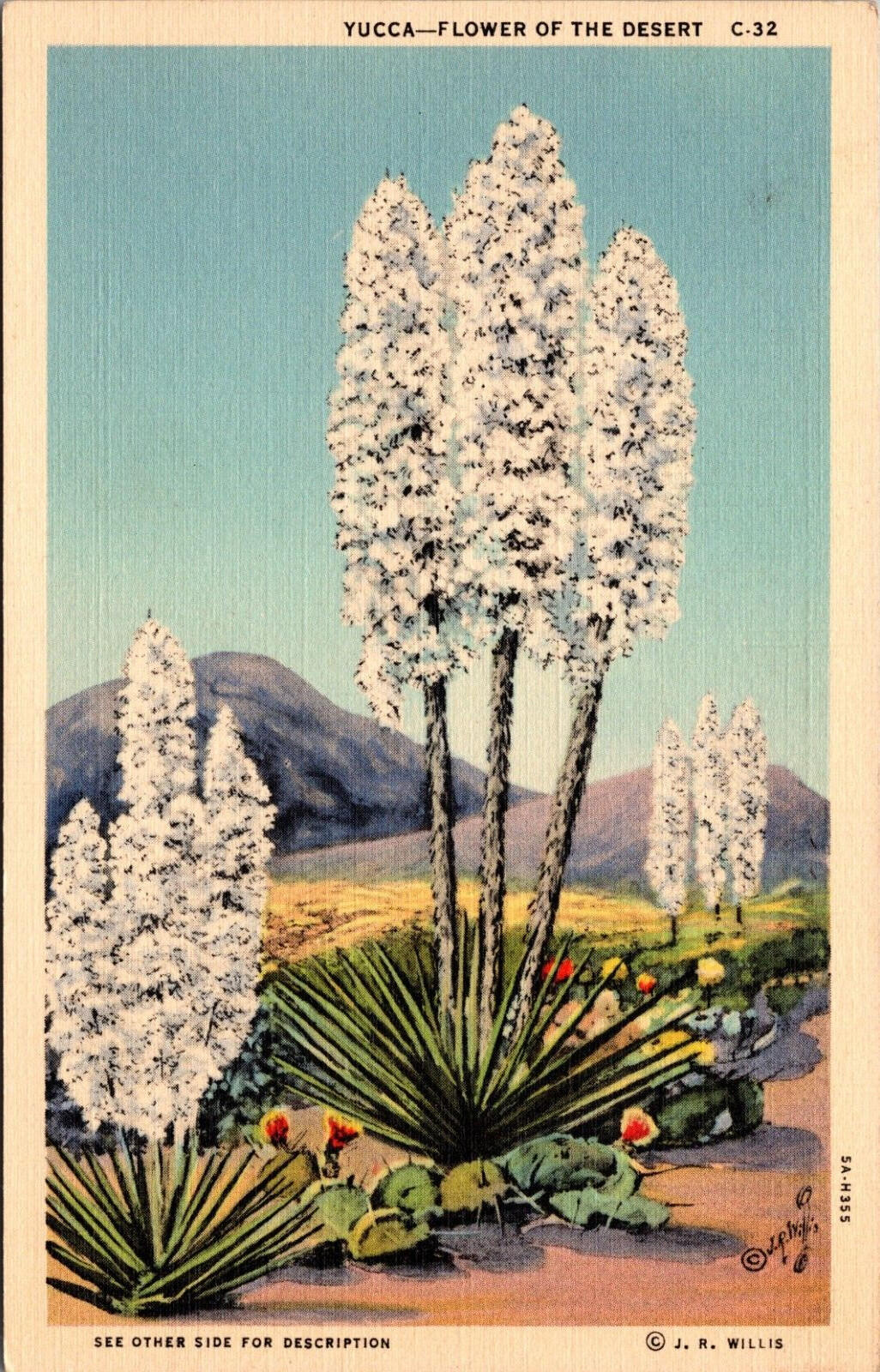 Yucca Flower Of The Desert Postcard