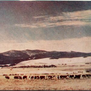 Winter Range Whiteface Herefords Montana Postcard Unposted