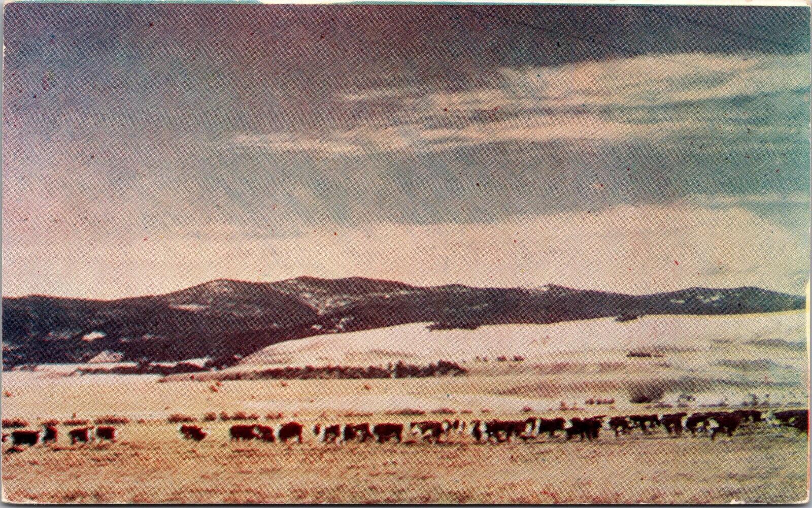 Winter Range Whiteface Herefords Montana Postcard Unposted