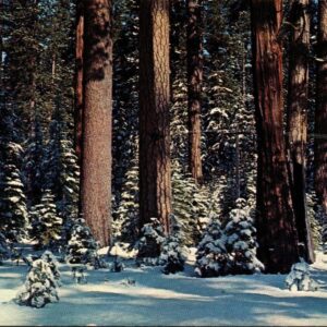 Winter In Northern California Postcard Unposted