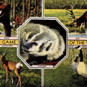Wild Game Of The West Postcard