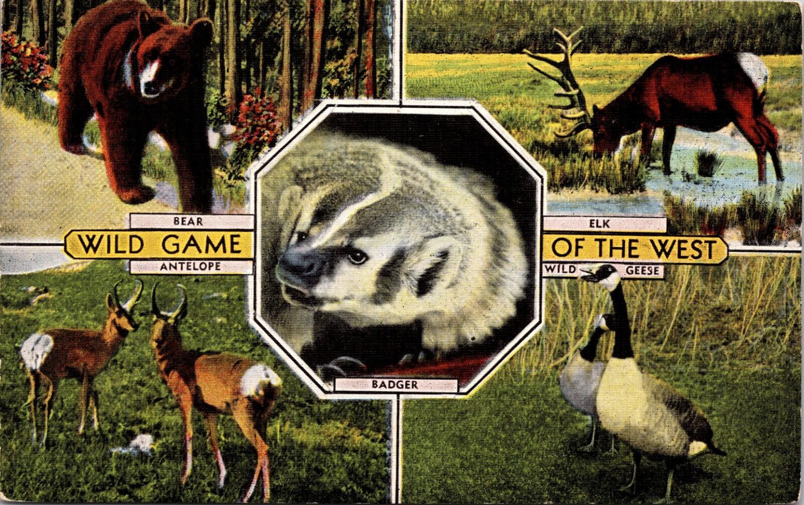 Wild Game Of The West Postcard