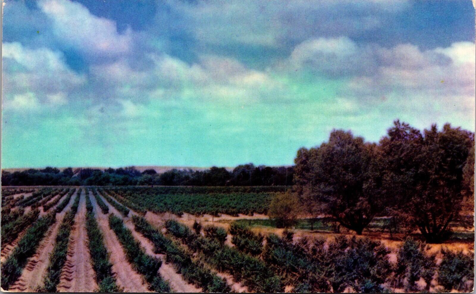 Typical California Grape Vineyard Postcard Unposted