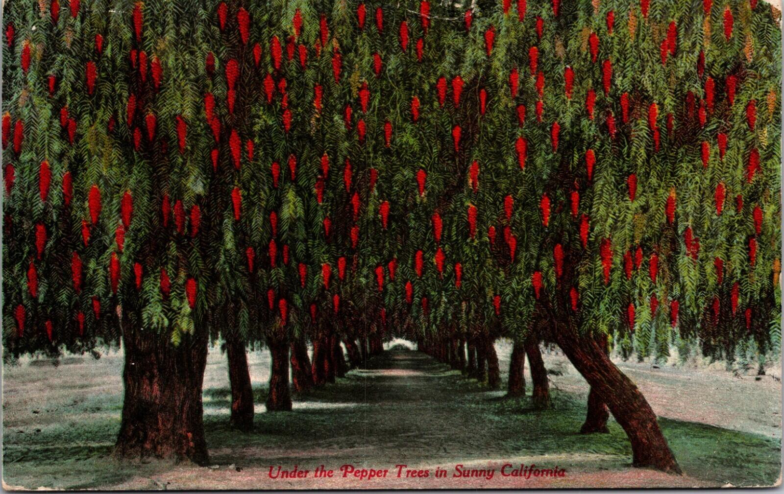 Under The Pepper Trees In Sunny California Postcard World's Panama Pacific Expo
