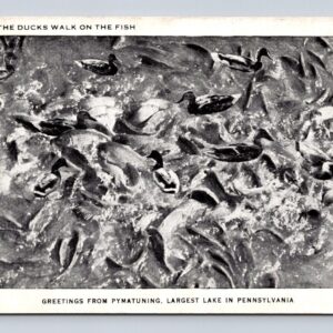 Greetings From Pymatuning Largest Lake Pennsylvania Postcard Where Ducks Walk