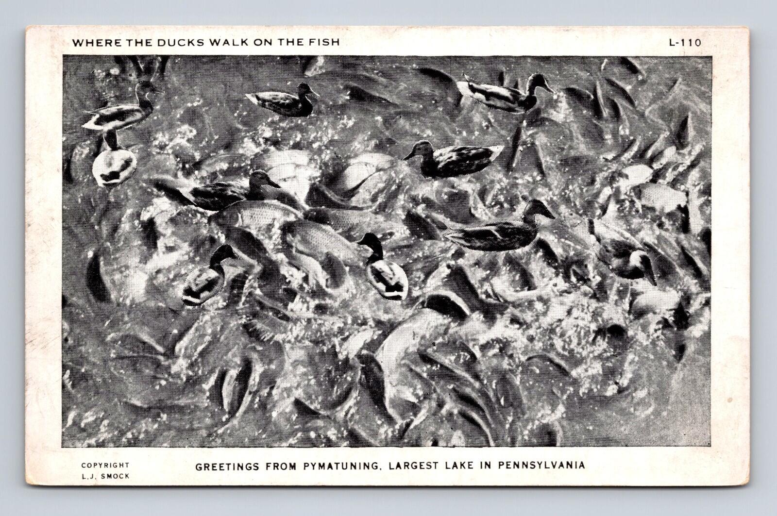 Greetings From Pymatuning Largest Lake Pennsylvania Postcard Where Ducks Walk